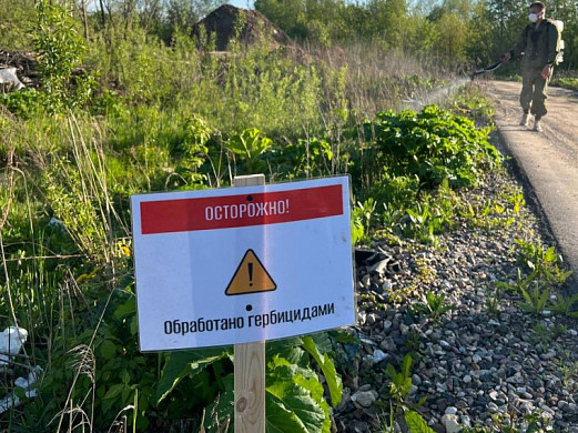 На уничтожение борщевика Сосновского в Иванове потратят 379 тысяч рублей